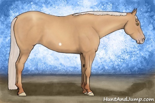 Horse Color:Silver Amber Champagne Frame