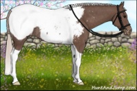 Horse Color:Silver Black Tobiano Appaloosa Rabicano 