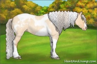 Horse Color:Silver Amber Champagne Roan Dun Splash Tobiano Frame Appaloosa Rabicano 