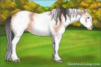 Horse Color:White Spotted Bay Roan Splash
