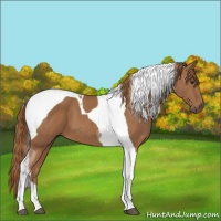 Horse Color:Chestnut Tobiano