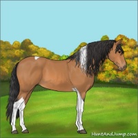 Horse Color:Bay Tobiano 