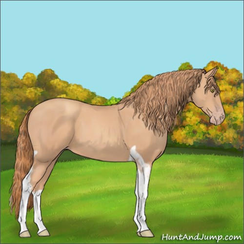 Horse Color:Gold Champagne Tobiano