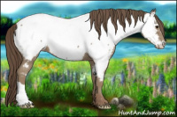 Horse Color:Classic Champagne Appaloosa 