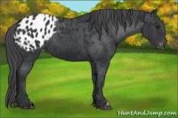 Horse Color:Black Appaloosa 