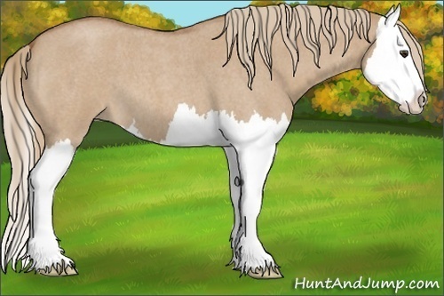 Horse Color:Red Dun Roan Splash 