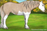 Horse Color:Red Dun Roan Splash 