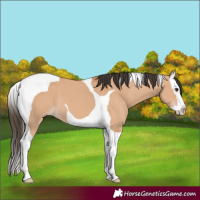 Horse Color:Bay Dun Splash Tobiano 
