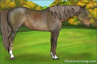 Horse Color:Chocolate Palomino Sabino 