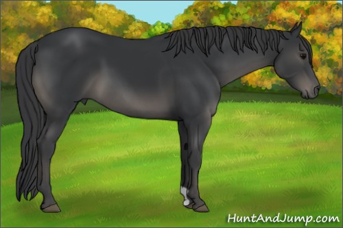 Horse Color:Black 