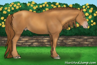 Horse Color:Gray Gold Champagne