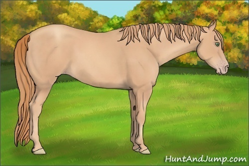 Horse Color:Gold Champagne Sabino 