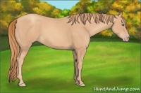 Horse Color:Gold Champagne Sabino