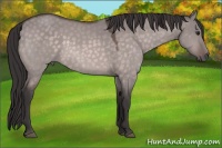 Horse Color:Platinum Buckskin Dun 