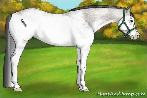 Horse Color:White Spotted Grullo