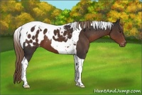 Horse Color:Liver Chestnut Tobiano Appaloosa 