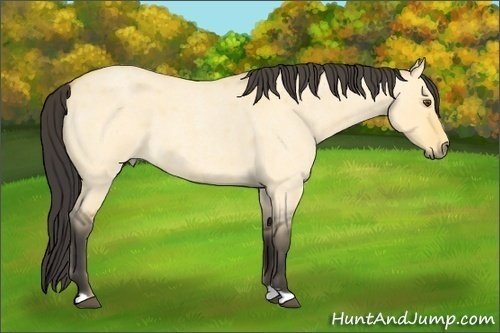 Horse Color:Buckskin Roan Dun 