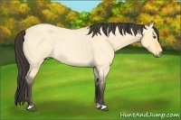 Horse Color:Buckskin Roan Dun 