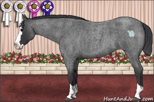 Horse Color:Blue Roan Splash 