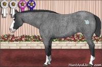 Horse Color:Blue Roan Splash 
