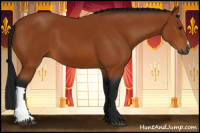 Horse Color:Gray Bay 