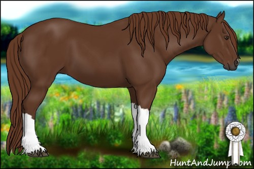 Horse Color:Gray Chestnut 
