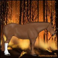 Horse Color:Gray Chestnut 