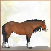 Horse Color:Bay Splash 