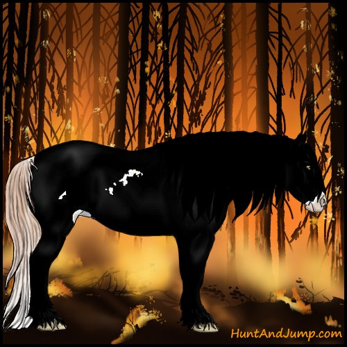 Horse Color:White Spotted Gold Champagne Dun Splash Appaloosa 