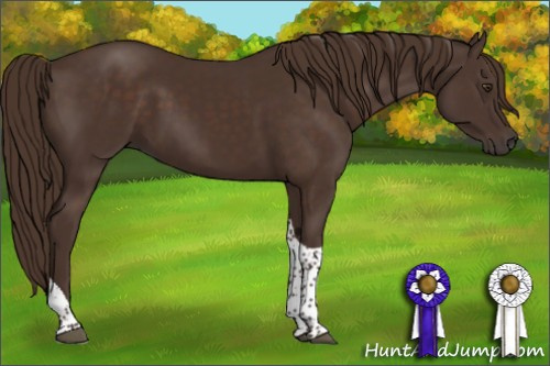 Horse Color:Liver Chestnut Tobiano 