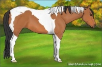 Horse Color:Bay Tobiano 