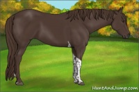 Horse Color:Liver Chestnut Tobiano 