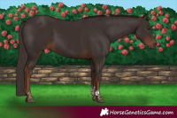 Horse Color:Liver Chestnut Tobiano 