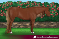 Horse Color:Gray Chestnut and Gray Chestnut
