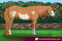 Horse Color:Chestnut  and Chestnut Frame 