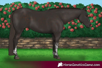 Horse Color:Liver Chestnut Tobiano 