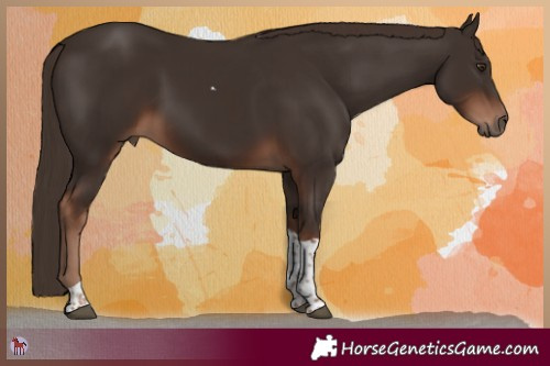 Horse Color:Liver Chestnut Tobiano 