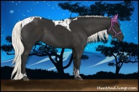 Horse Color:Liver Chestnut Tobiano 