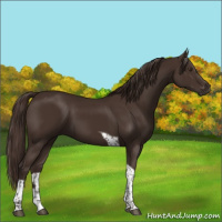 Horse Color:Liver Chestnut Tobiano 
