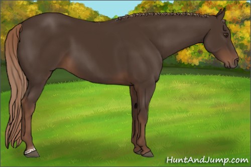 Horse Color:Liver Chestnut Tobiano