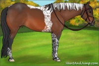 Horse Color:Bay Tobiano 