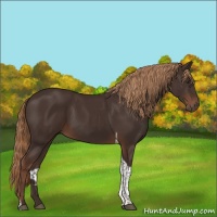 Horse Color:Liver Chestnut Tobiano 