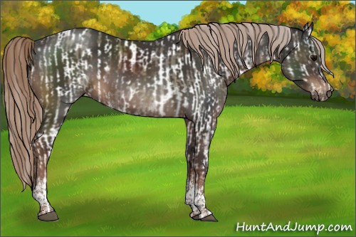 Horse Color:White Spotted Silver Grullo Sabino Appaloosa and Liver Chestnut Tobiano