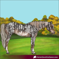 Horse Color:White Spotted Silver Grullo Sabino Near Leopard  and Liver Chestnut Tobiano 