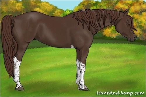 Horse Color:Liver Chestnut Tobiano 