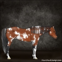 Horse Color:White Spotted Bay 