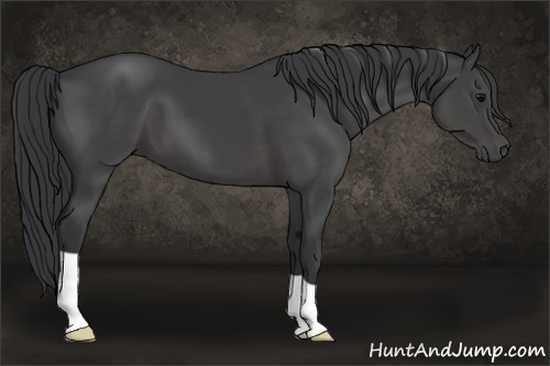 Horse Color:Black 