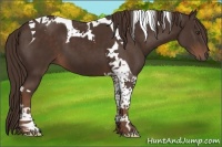Horse Color:Liver Chestnut Tobiano 