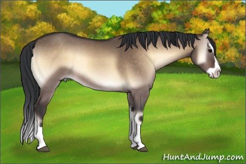 Horse Color:Brown Onyx Splash 