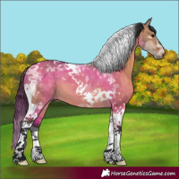 Horse Color:Brown Dun Tobiano 